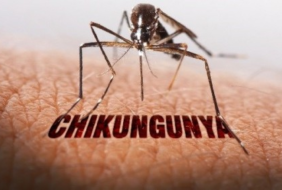 CHIKUNGUNYA: Hiện chưa phát hiện ca bệnh tại TP. Hồ Chí Minh nhưng đây là bệnh đã lưu hành tại Việt Nam cần được giám sát và dự phòng tích cực